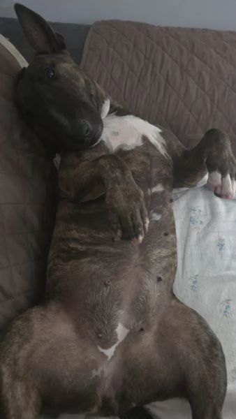 Regalo Bull terrier miniature tigrato femmina di 2 anni | Foto 1