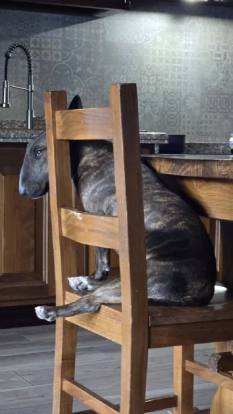 Regalo Bull terrier miniature tigrato femmina di 2 anni | Foto 0