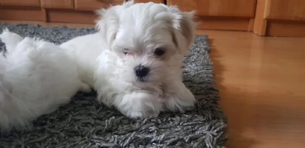 Cuccioli Maltesi maschio e femmina | Foto 0