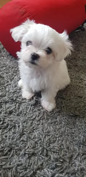 Cuccioli Maltesi maschio e femmina