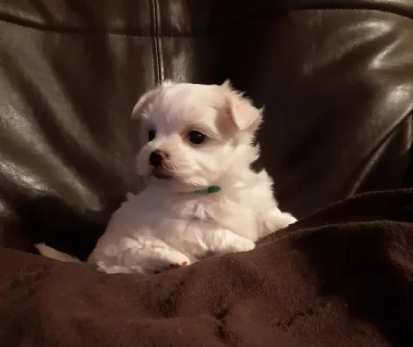 Maltese Toy razza pura
