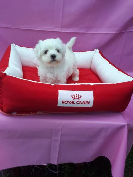 Maltesei cuccioli, maschio e femmina