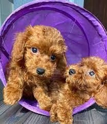 Cuccioli di barboncino toy in vendita!