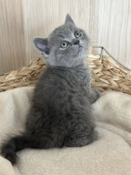Gatti British shorthair