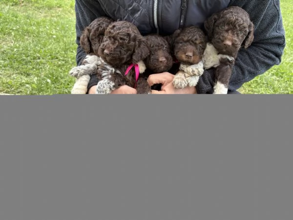 Lagotto Romagnolo | Foto 0