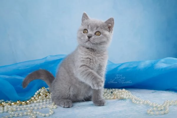 British Shorthair aspetta casa