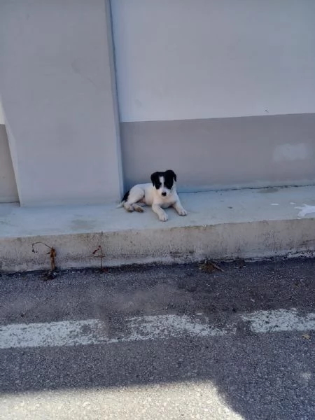cucciolo incrocio 