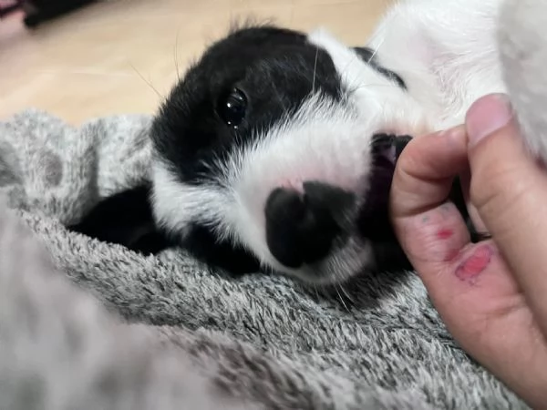 cucciolo incrocio  | Foto 1