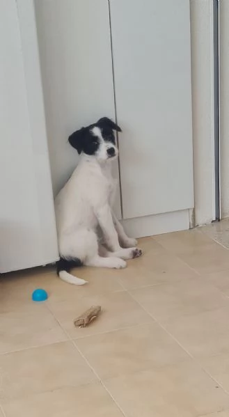 cucciolo incrocio  | Foto 0