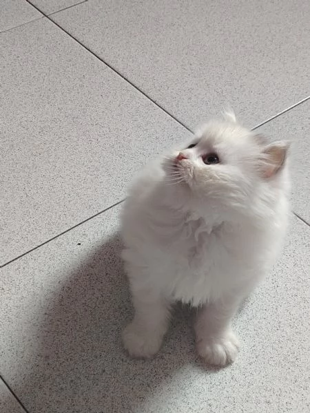 Persiano maschio 