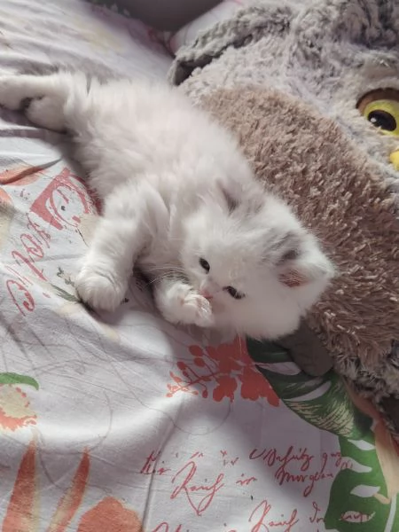 Persiano maschio  | Foto 1