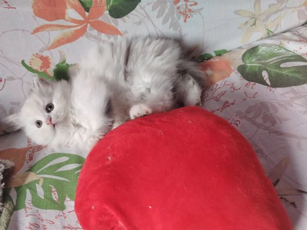 Persiano maschio  | Foto 0