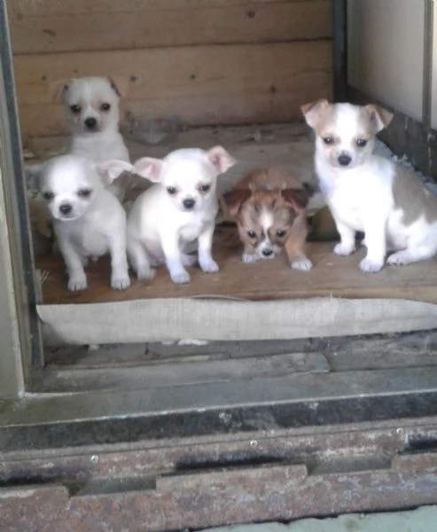 CHIHUAHUA TOY MASCHI 