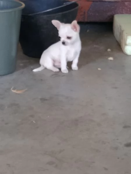 CHIHUAHUA TOY MASCHI  | Foto 1
