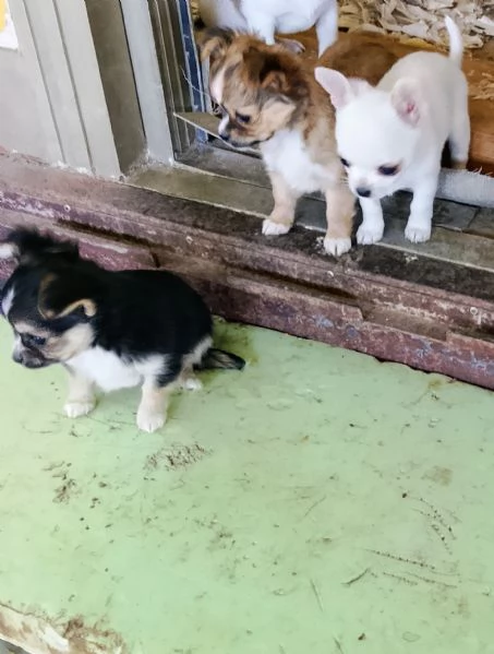 CHIHUAHUA TOY MASCHI  | Foto 0