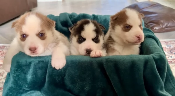 cuccioli di Husky di alta qualitagrave 100 di razza pura per adozione