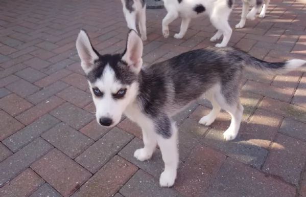 cuccioli di Husky di alta qualitagrave 100 di razza pura per adozione | Foto 0
