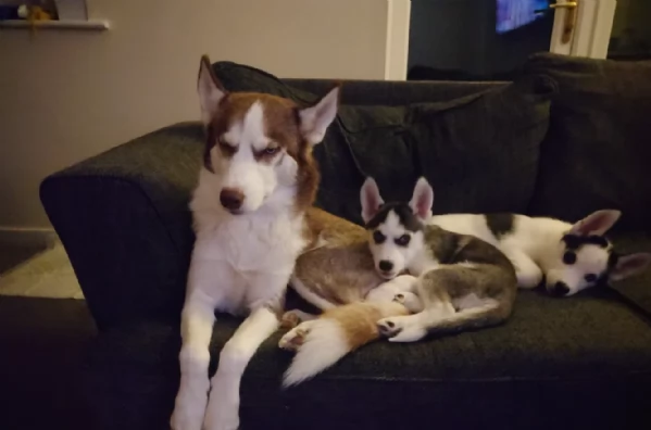 cuccioli di Husky di alta qualitagrave 100 di razza pura per adozione | Foto 0