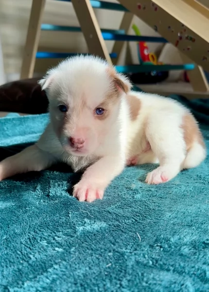 cuccioli di Husky di alta qualitagrave 100 di razza pura per adozione | Foto 4