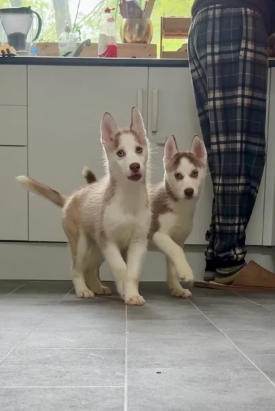 cuccioli di Husky di alta qualitagrave 100 di razza pura per adozione | Foto 2