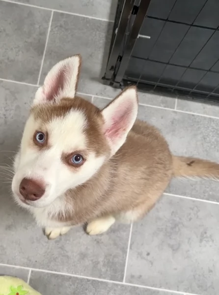 cuccioli di Husky di alta qualitagrave 100 di razza pura per adozione | Foto 5
