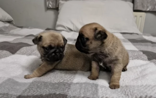 cuccioli di Carlino disponibili per adozione | Foto 2
