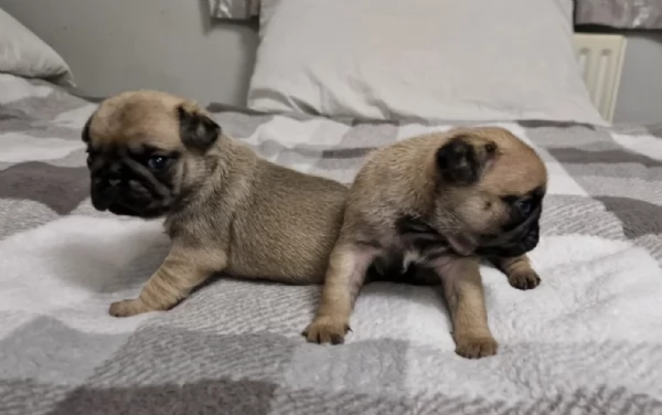 cuccioli di Carlino disponibili per adozione | Foto 0