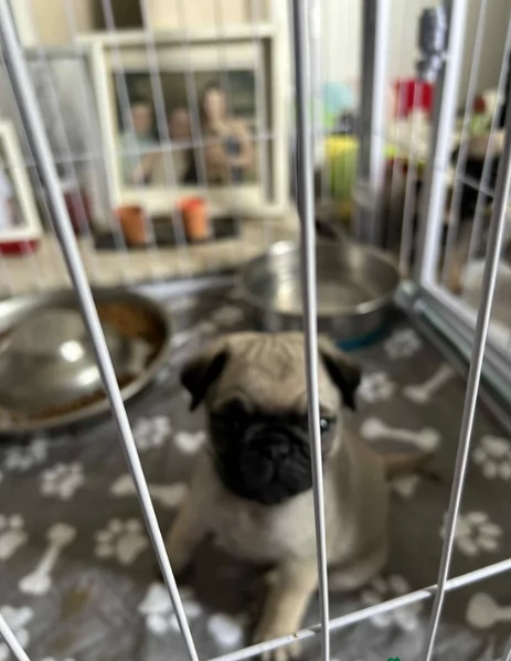 cuccioli di Carlino disponibili per adozione | Foto 2