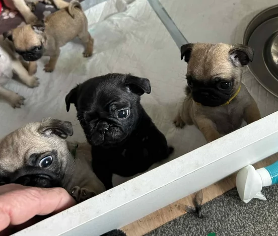 cuccioli di Carlino disponibili per adozione | Foto 1