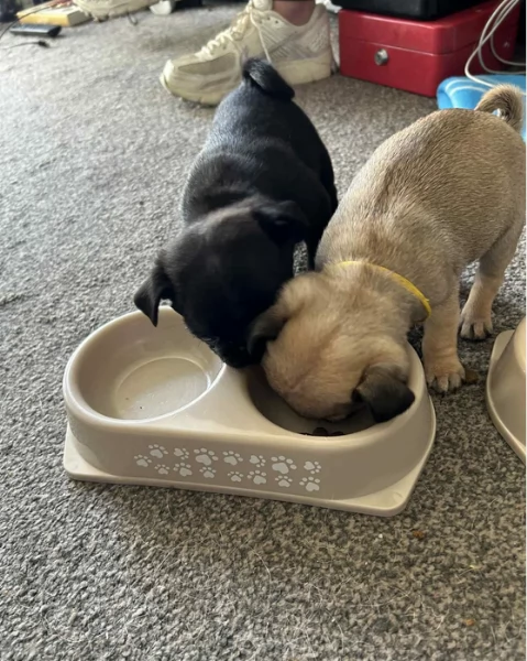 cuccioli di Carlino disponibili per adozione