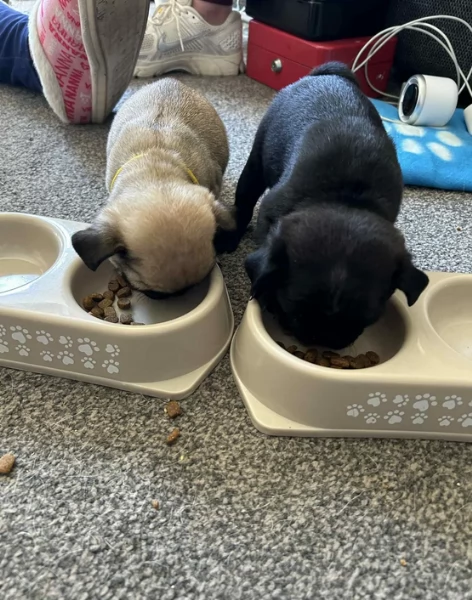 cuccioli di Carlino disponibili per adozione | Foto 4