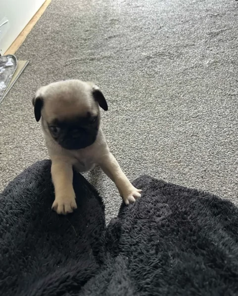 cuccioli di Carlino disponibili per adozione