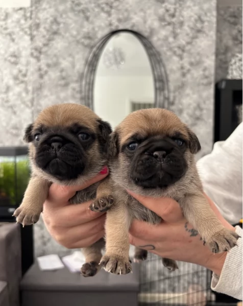 cuccioli di Carlino disponibili per adozione | Foto 1