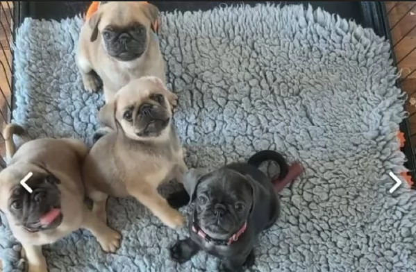 cuccioli di Carlino disponibili per adozione | Foto 0