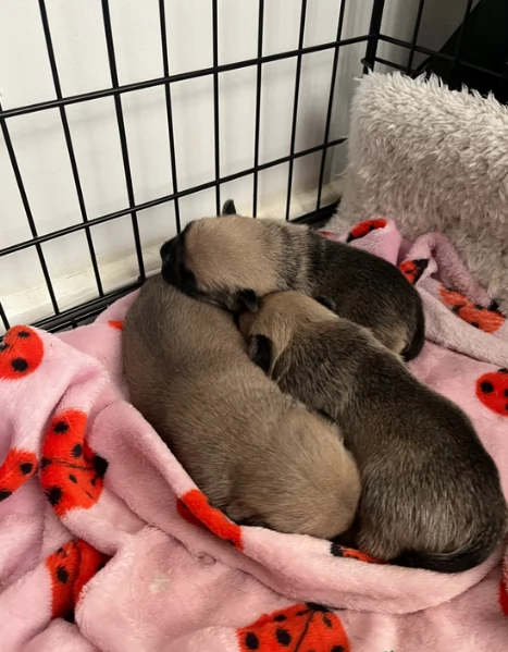 cuccioli di Carlino disponibili per adozione | Foto 6