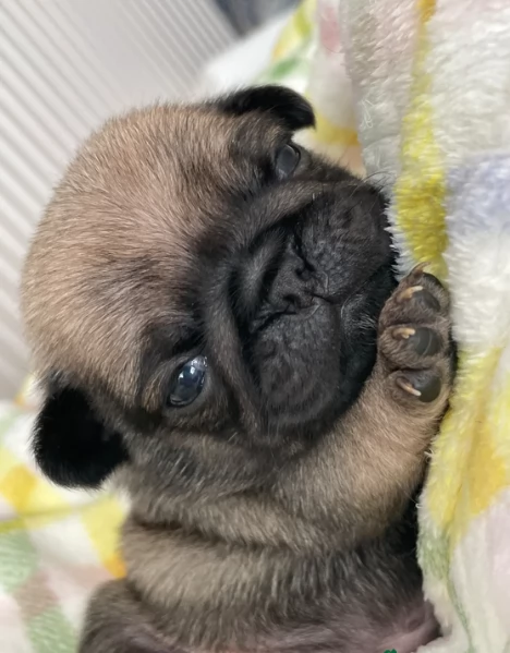 cuccioli di Carlino disponibili per adozione | Foto 5
