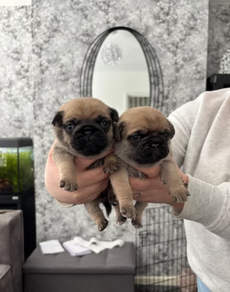 cuccioli di Carlino disponibili per adozione | Foto 2