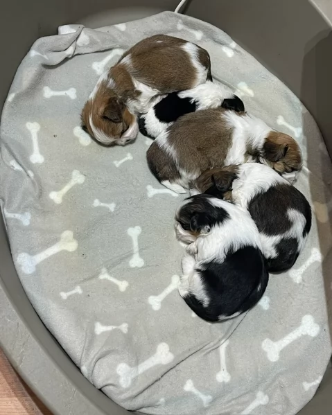 Meravigliosi Dolcissimi cuccioli di shitz per adozione | Foto 0