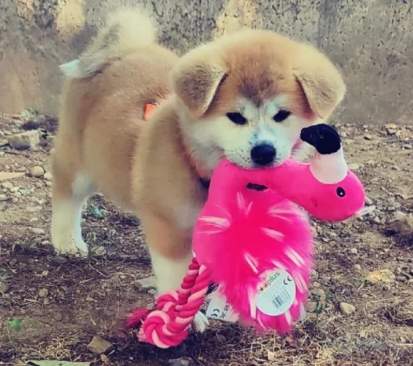 meravigliosi volpino shiba inu per adozione | Foto 3