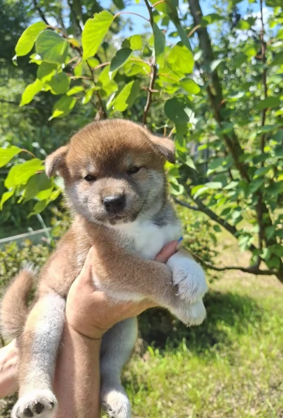meravigliosi volpino shiba inu per adozione | Foto 4