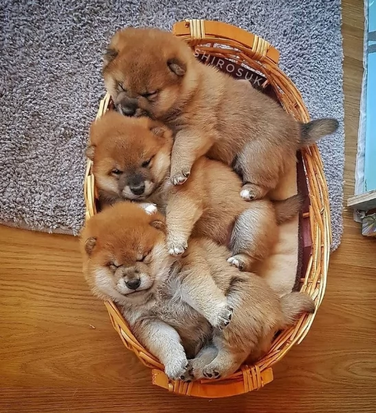 meravigliosi volpino shiba inu per adozione | Foto 0