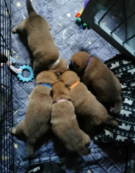 meravigliosi volpino shiba inu per adozione
