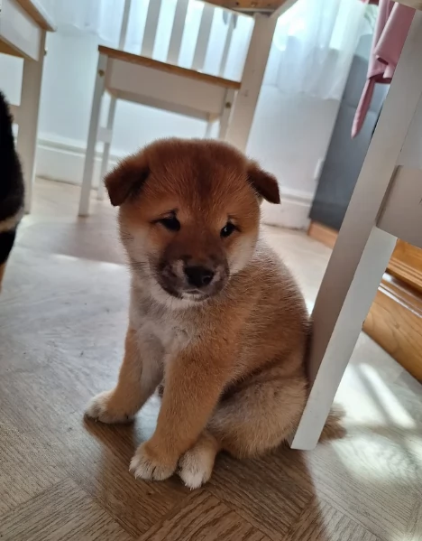 meravigliosi volpino shiba inu per adozione | Foto 2