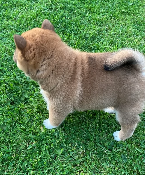 meravigliosi volpino shiba inu per adozione | Foto 1