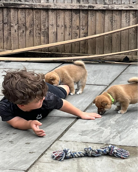 meravigliosi volpino shiba inu per adozione | Foto 0
