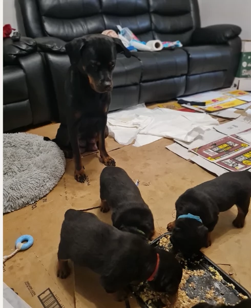 meravigliosi volpino Rottweiler per adozione. 