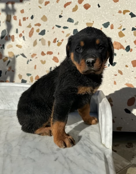 meravigliosi volpino Rottweiler per adozione 