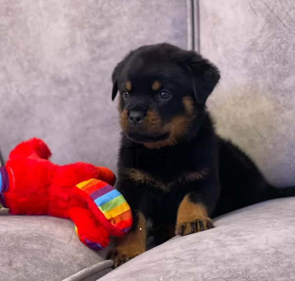 meravigliosi volpino Rottweiler per adozione  | Foto 1