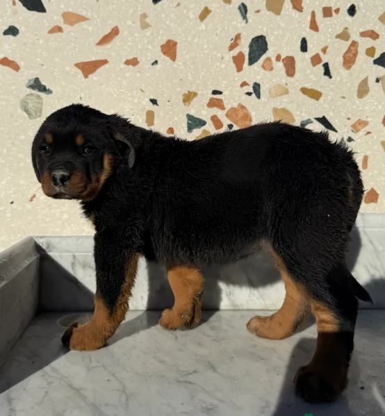 meravigliosi volpino Rottweiler per adozione  | Foto 0