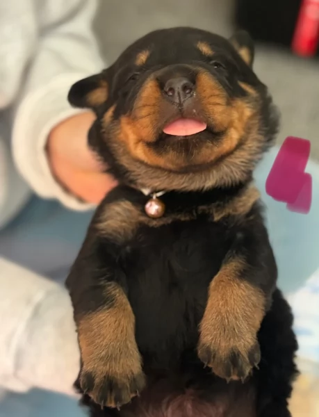 meravigliosi volpino Rottweiler per adozione  | Foto 5